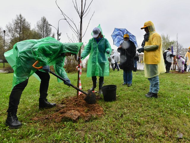 Более 13 тыс деревьев и кустарников высадили в Москве за месячник по благоустройству