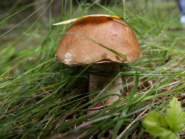 Минприроды РФ опровергло сообщения об ужесточении правил сбора грибов