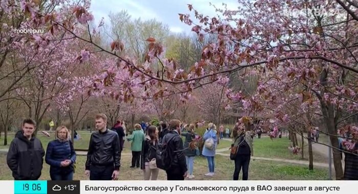 Сакура в бирюлевском дендропарке на схеме