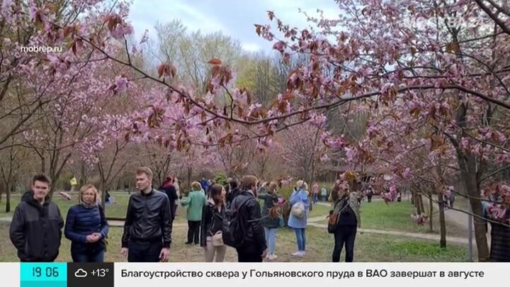 Дендропарк в москве фото