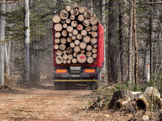 Цены на древесину выросли до рекордных показателей
