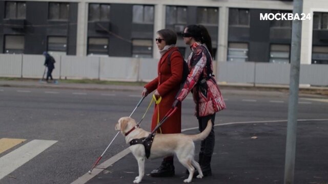 how do seeing eye dogs know when to cross the street