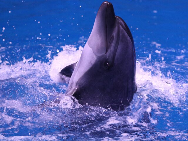 Эксперты рассказали, способны ли дельфины помогать при постковиде