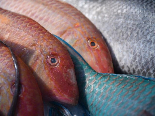 Диетолог предупредила об опасности вредных веществ в рыбе