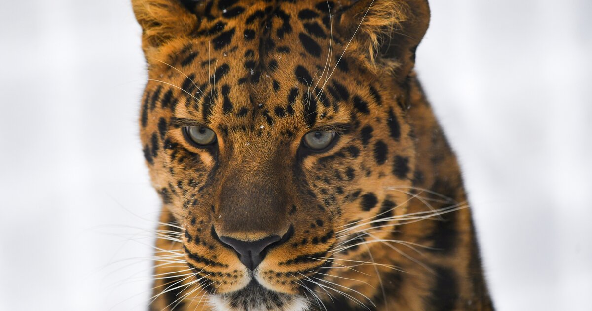 Московские леопарды. Леопард в Москве. Leopard ВВ Москве. Леопард в Москве 2024. Фото леопарда в Москве.