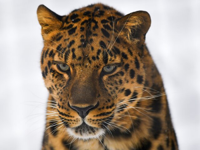 Краснокнижный леопард украл козу в поселке Приморского края