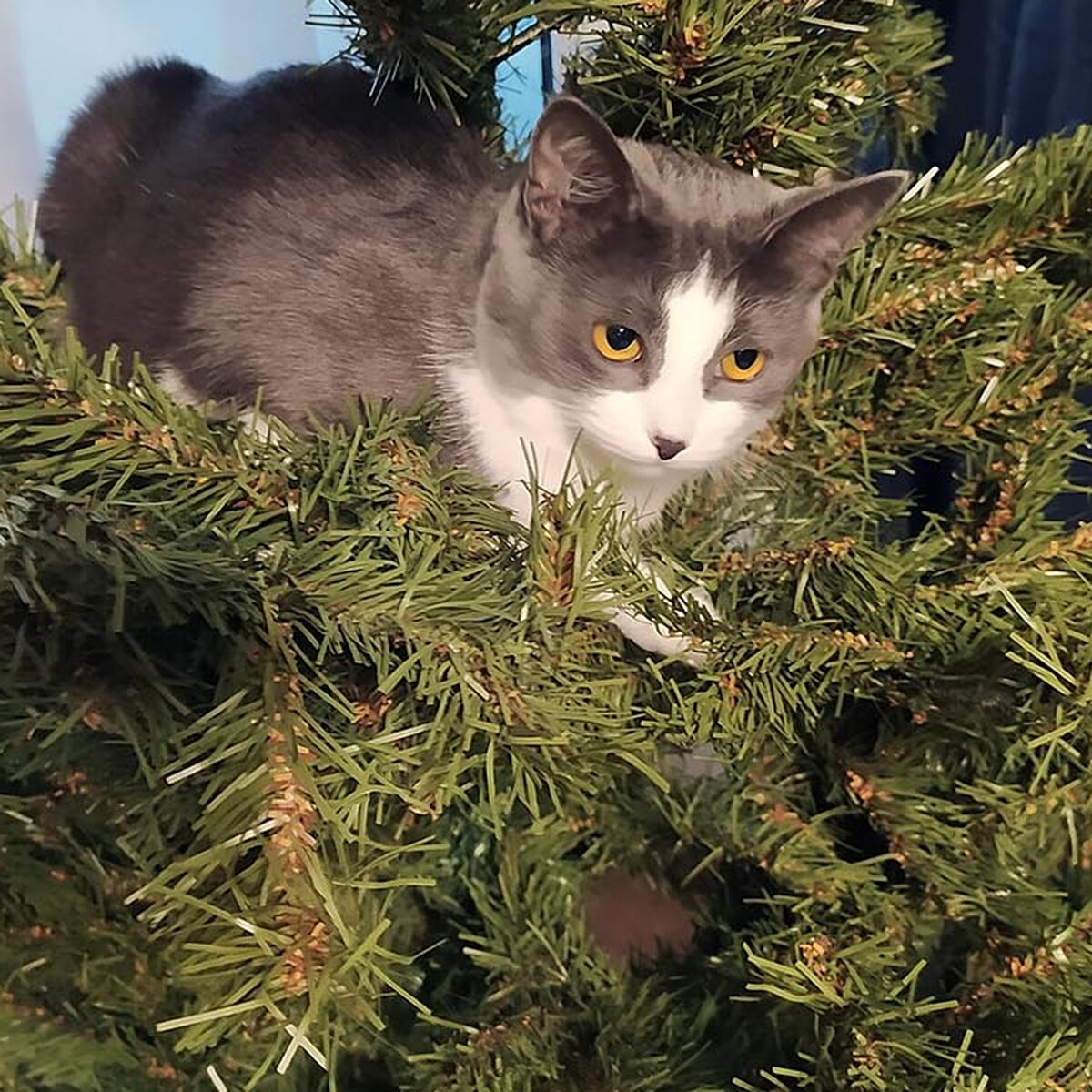 Как украсить елку, если в доме есть кошка или маленький ребенок