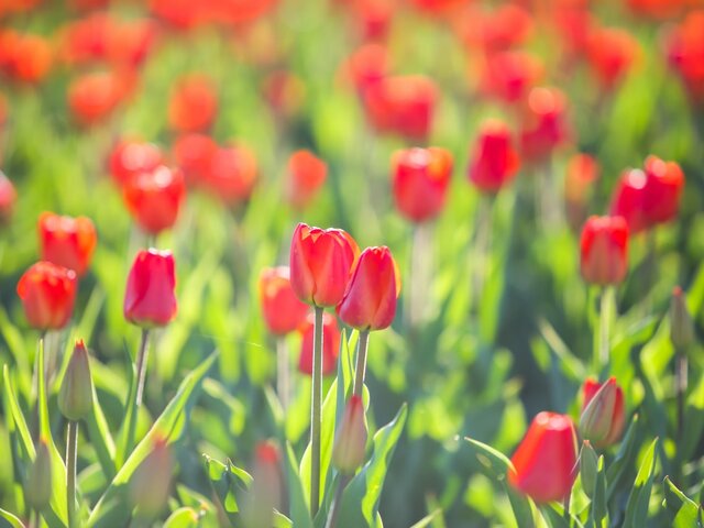 Москву украсят 14 млн разноцветных тюльпанов к майским праздникам