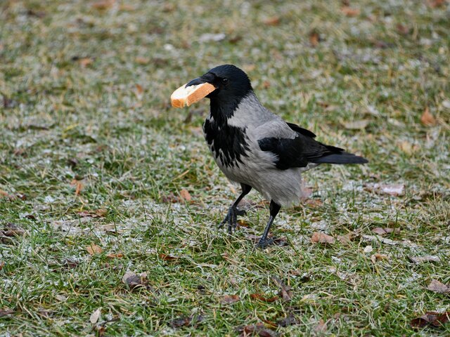 В Мосприроде попросили перестать подкармливать птиц в парках