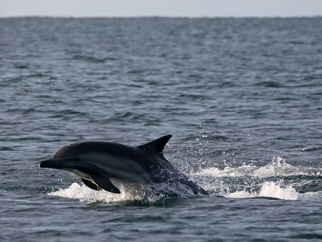 Эксперт заявила о высокой смертности дельфинов в Сочи