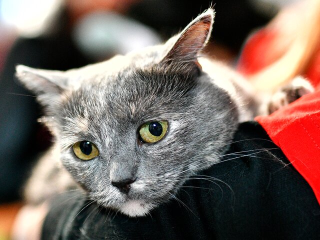 Москвичей призвали обращать внимание на состояние продухов в подвалах для спасения кошек