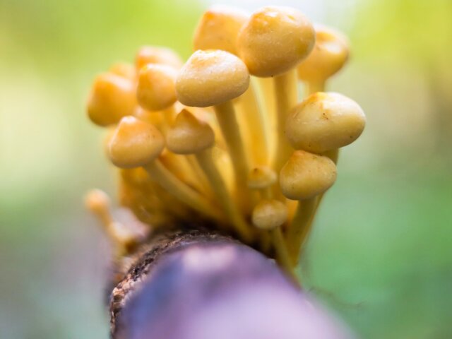 Эксперт рассказал о смертельных ошибках при сборе грибов в лесу