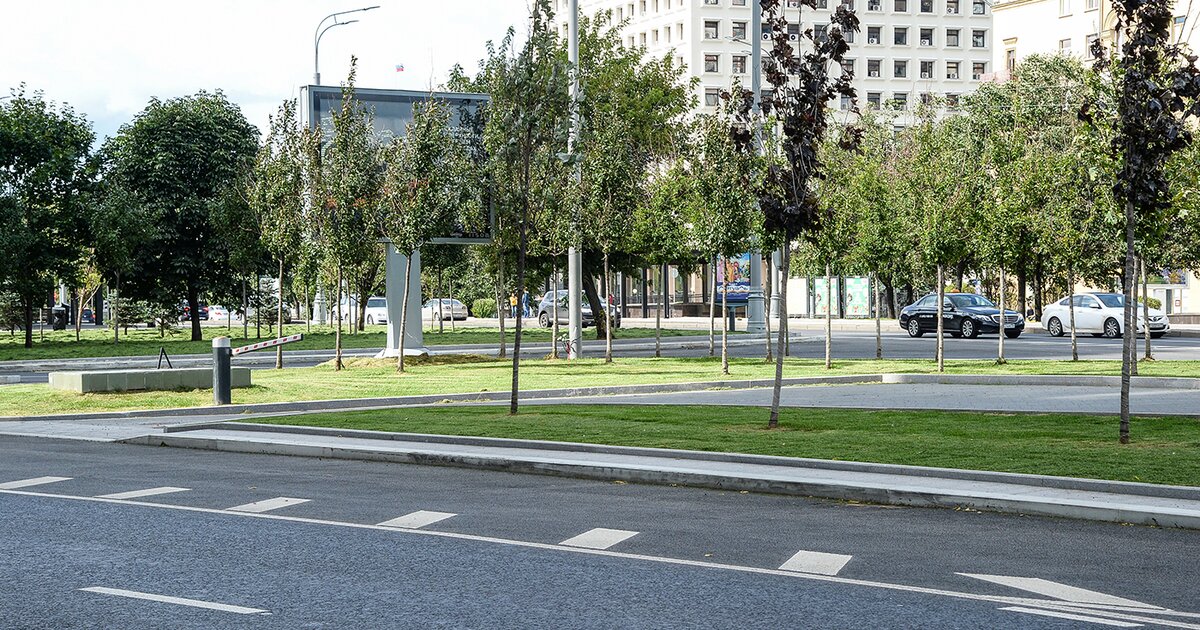 Возле 15. Деревья Москвы. Магистраль в городе. Кусты высаженные в Москве. Кустарник около школы в городе.