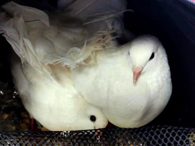 Пассажир столичного метро забыл в вагоне переноску с двумя белыми голубями