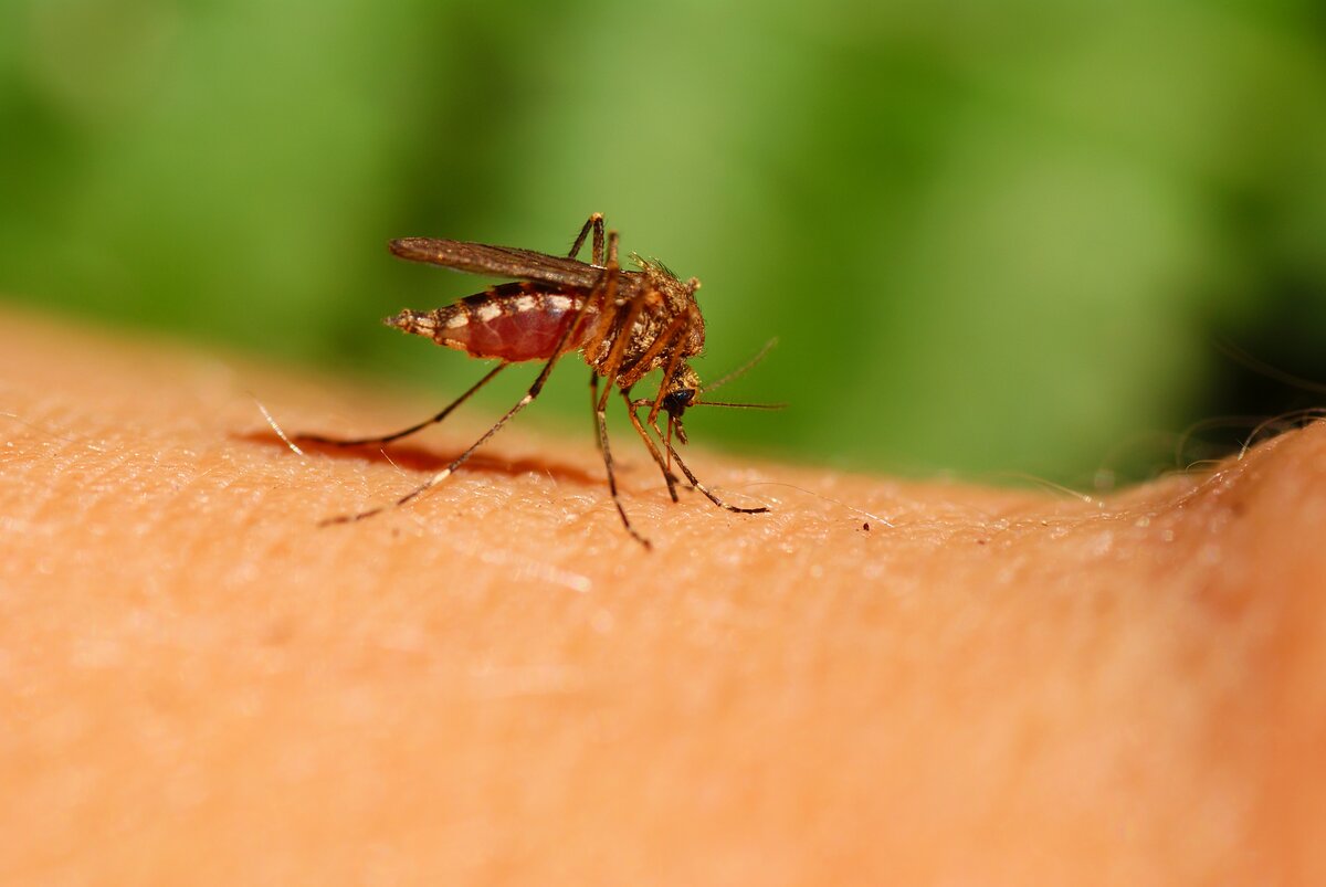 Почему комары притягивают свет: научные объяснения