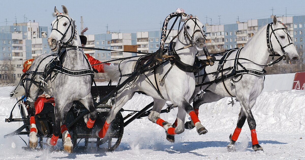 Максимальная тройка. ЦМИ тройка. Тройка лошадей на ипподроме. Русская тройка спорт. Московский ипподром тройки.