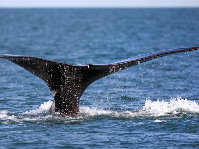 Восьмиметровый кит приплыл к японскому городу Осака