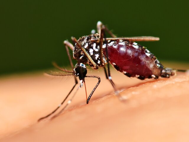 Вирусолог оценил опасность комаров – переносчиков лихорадки Западного Нила из Финляндии