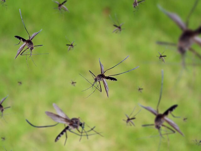 Ученые Италии заявили о высокой активности комаров, способных переносить опасные болезни