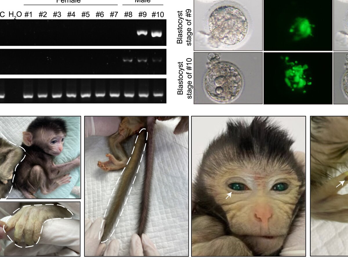 Микс из генов: зачем ученые создали светящуюся химерную обезьяну – Москва  24, 16.11.2023