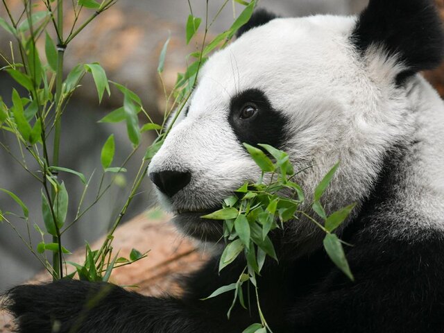 Павильон с пандами в Московском зоопарке будет закрыт до 1 ноября