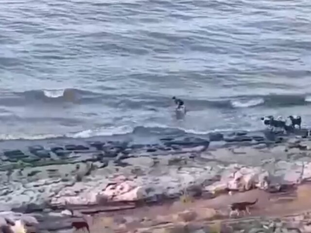 Стая бродячих собак напала на ребенка в Махачкале, он спасся, зайдя в море