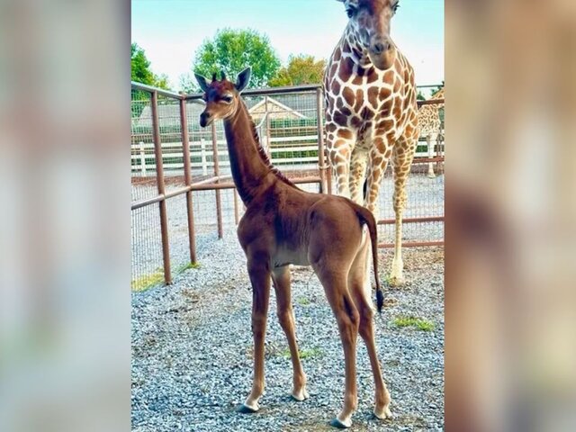 Биологи объяснили причины появления детеныша жирафа без пятен в США