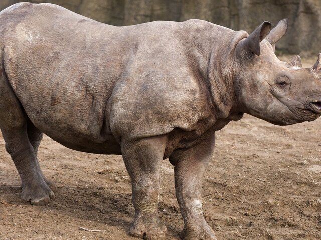 Сотрудница зоопарка скончалась после нападения носорога в Австрии