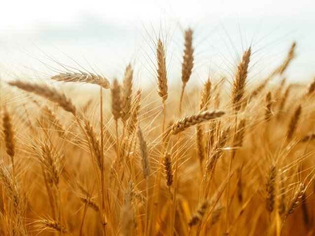 Рекордный урожай сделал РФ лидером на рынке пшеницы – СМИ