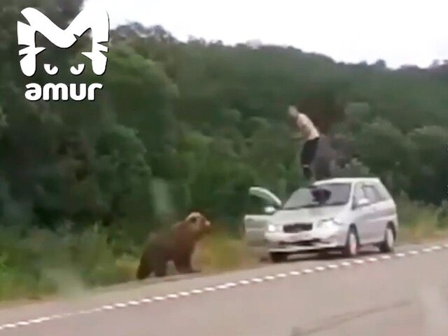 На Камчатке медведь загнал на крышу машины мужчину, пытавшегося его покормить