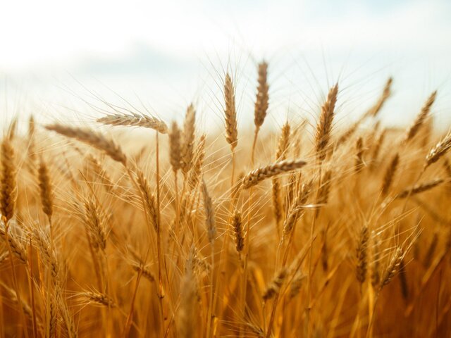 Москва не планирует переговоров по продлению зерновой сделки – зампостпреда РФ при ООН