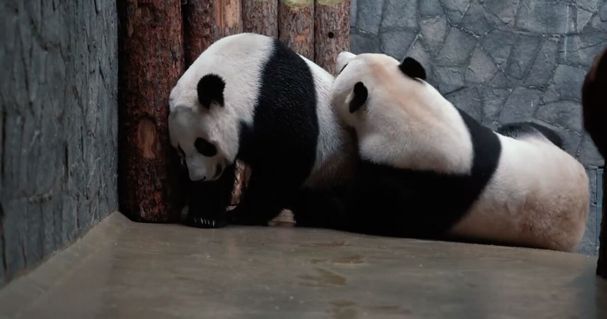 Панда сжиматель фото