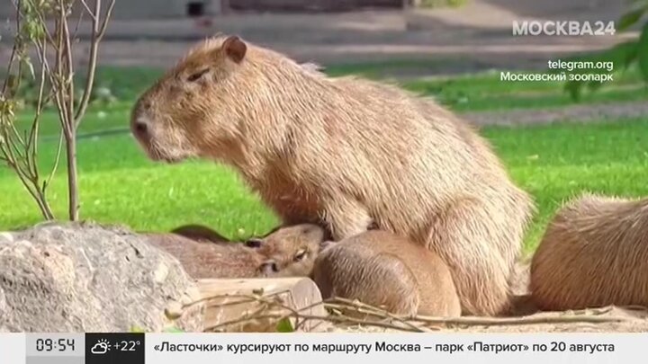 Капибара в зоопарке москвы фото