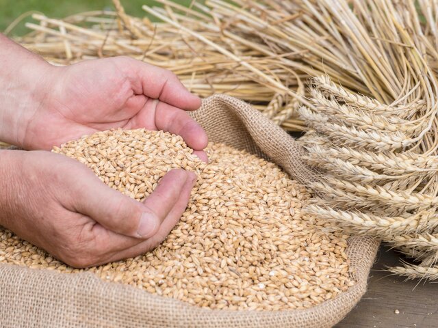 Посол в Турции заявил, что РФ и ее партнеры прорабатывают альтернативы зерновой сделке