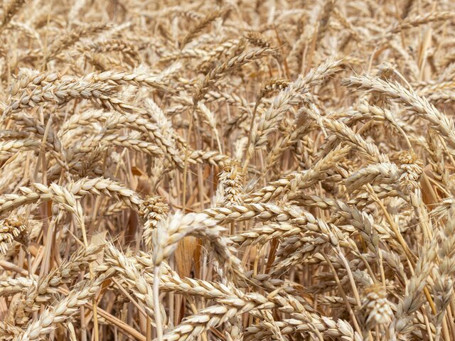 СМИ сообщили о снижении вероятности возобновления зерновой сделки