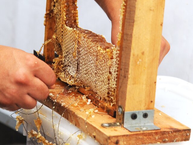 Это не десерт: как правильно есть мед, чтобы не навредить здоровью