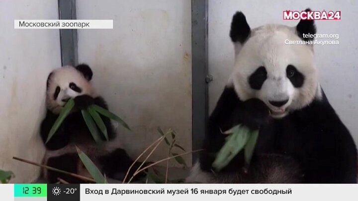 Панда катюша видео последние сегодня московский