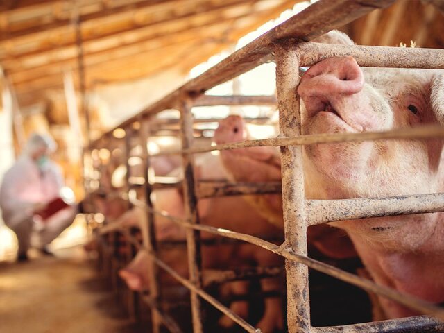 Около 1,1 тыс свиней уничтожат после выявления случаев африканской чумы в Японии – СМИ