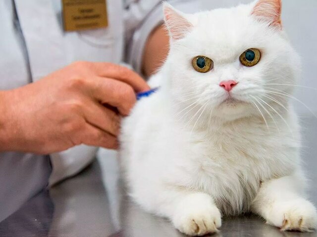 Акция по чипированию домашних животных стартует в Москве с 1 февраля