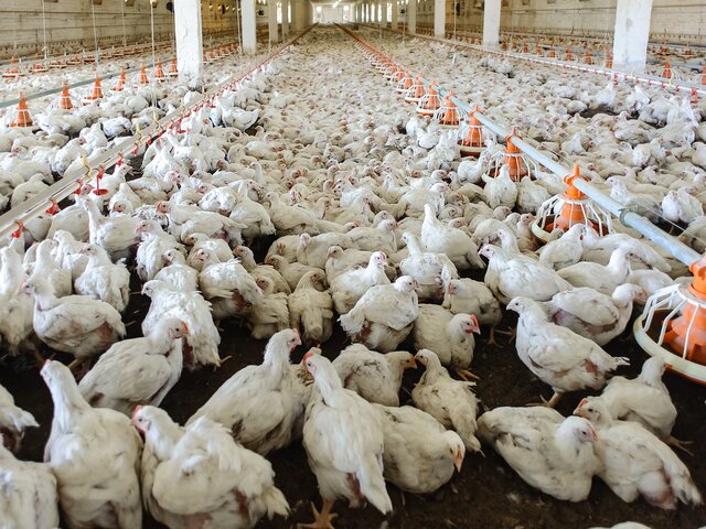 На Сахалине введен карантин из-за выявления птичьего гриппа на птицефабрике