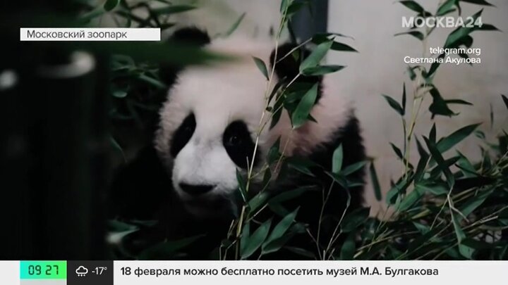 Московский зоопарк катюша панда видео последние новости