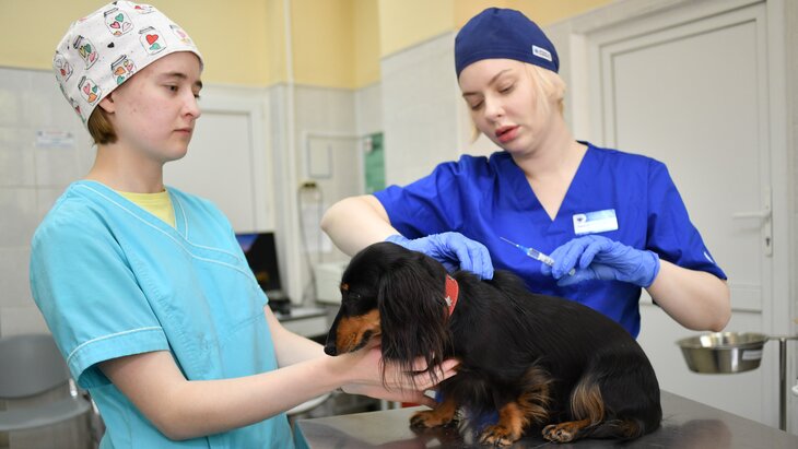 Укус животного и вакцинация против бешенства - Tartu Ülikooli Kliinikum