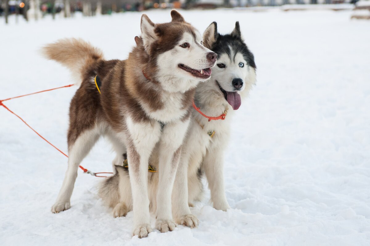 Советы экспертов: Как защитить собаку от догхантеров – Москва 24, 20.01.2015