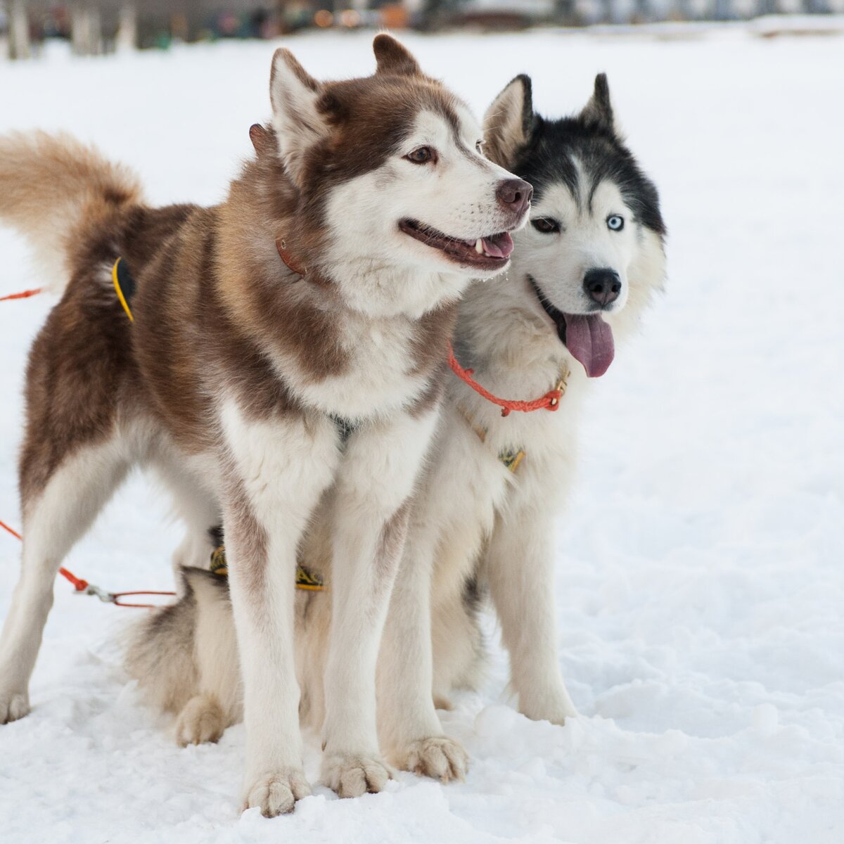 Советы экспертов: Как защитить собаку от догхантеров – Москва 24, 20.01.2015