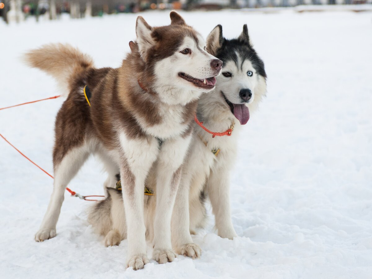 Советы экспертов: Как защитить собаку от догхантеров – Москва 24, 20.01.2015