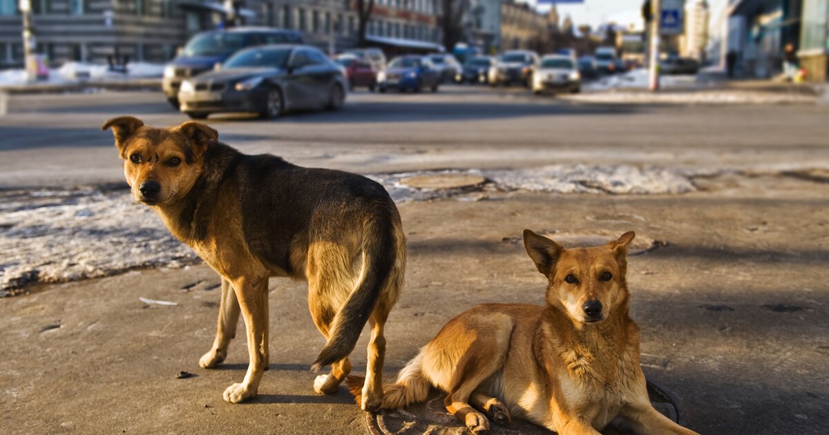 Фото собаки на улице