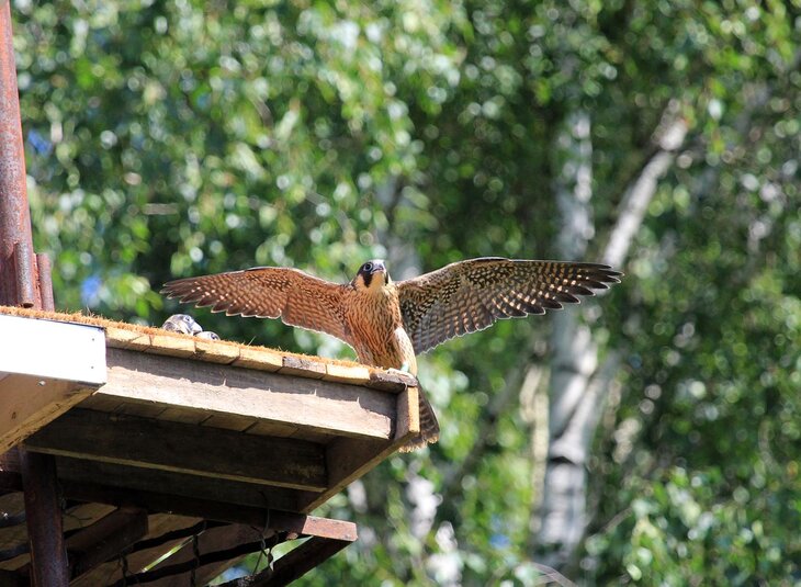 ПУСТЕЛЬГА (Falco tinnunculus)