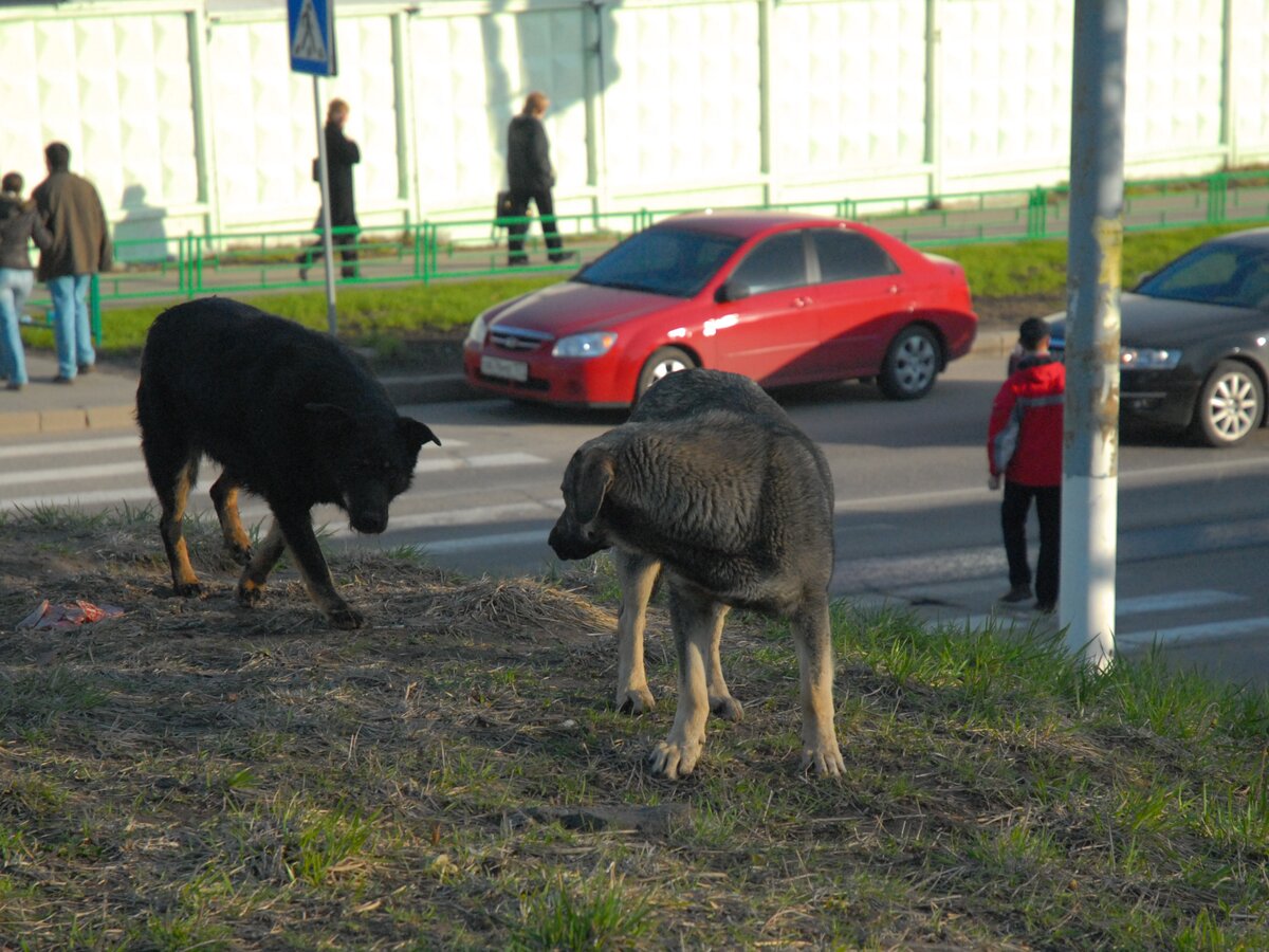 Псы-вандалы изгрызли и поцарапали машины в Капотне – Москва 24, 05.10.2017