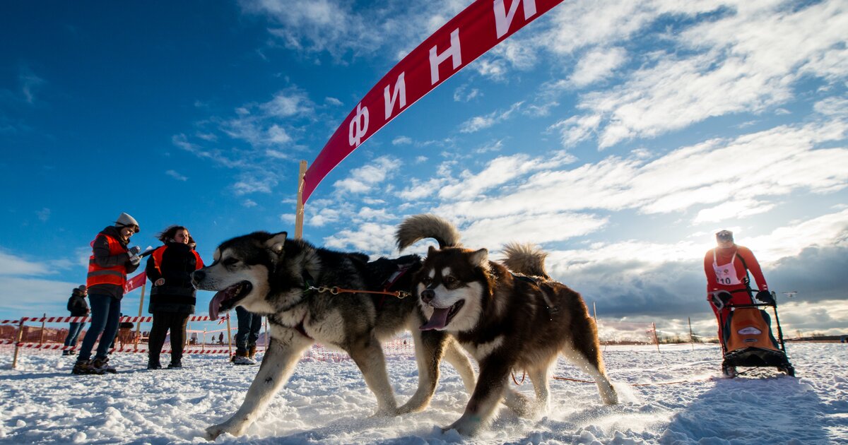 Включи гонки на упряжках. Гонка на собачьих упряжках Baikal Race. Стартовые гонки на собачьих упряжках. Спринтерские гонки на собачьих упряжках. Старт собачьей упряжки.